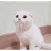 قطة خبيثة 😈🐈 (qk26p7ngwm)