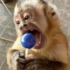Reações + macacos 🐒 (dkx6vcrg84)