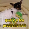 Pack de doguinhos zoeiros 🐶🤣 (39jxcfzdgt)