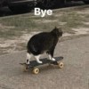 Ball cat (h47pzsmqkt)