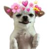 Chihuahuas Tiernos 🥰 (xsk673qrjy)
