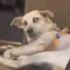 😎 Animales DIVERTIDOS 4 💯😎 (6szfngmcdq)