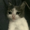 ⋆🐾 gatos tristes ᓚ₍ ^•⁠ ⁠ᴥ •^₎ (9n2d3mhk75)