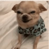 Chihuahuas 🙃 (d4kj6h2bvz)