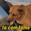 Pack de doguinhos zoeiros 🐶🤣 (sg7htvy8dr)