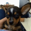 😎 Animales DIVERTIDOS 4 💯😎 (qhswjkdn47)