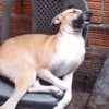 عيش رغيد