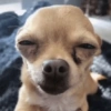 Chihuahuas 🙃 (k5grqv6np8)