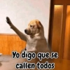 Perrito opinando 🐕☝️ (5kgwp4398b)