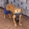 أنيق الشارع
