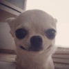 Chihuahuas 🙃 (tc8mh5znkq)