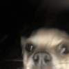 Chihuahuas 🙃 (82wdhpfjyr)