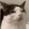 😎 Animales DIVERTIDOS 4 💯😎 (cmnfyhvj9w)