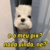 Pack de doguinhos zoeiros 🐶🤣 (39pmn7hktz)