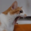 ⋆🐾 gatos tristes ᓚ₍ ^•⁠ ⁠ᴥ •^₎ (yzx4m2drvk)