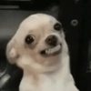 Chihuahuas 🙃 (9vjkgc2ryb)