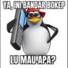 ميمز البطريق بوكيب (xqbr9gj8wn)