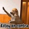 Perrito opinando 🐕☝️ (h9mp2y6xqb)