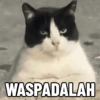 Meme Kucing 😼 (w5jm783t6h)