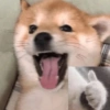 Cute Dog 🐶 (8cgy64bnh3)