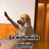 Perrito opinando 🐕☝️ (9hkxz5mf72)