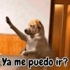 Perrito opinando 🐕☝️ (fx3tjmbzyc)
