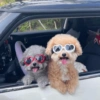 🐶 Perros 3🐕Dogs (jh2msbzr9v)