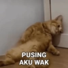 Meme Kucing 😼 (dzqm9cwg7r)