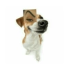 حاجب متفائل