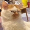 قطة غير معجبة