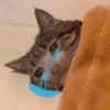 قطط مضحكة: ماتور سوون 🐱 (4rmjkf6gqw)