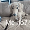 أأضحك؟