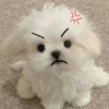 Cute Dog 🐶 (jnzfrg24pt)