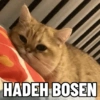 Cutest Cat (2) (hqd2cmnjs9)