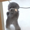 حيوانات مضحكة 2 (3w2bvgk4h9)