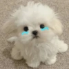 Cute Dog 🐶 (9gp3zfxycr)