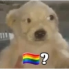 هل أنت مثلي؟ (b3gdtkysjh)