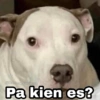 Memes pa' hablar XD 2 (9trswpmqxy)