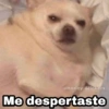 Memes pa' hablar XD 2 (bp42nsm7fq)