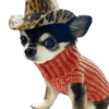 Chihuahuas Tiernos 🥰 (hg8sj5c4rt)