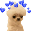 Chihuahuas Tiernos 🥰 (bnvhfw6zqm)