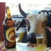 ملك الماشية 👑🐂 (rhyw26sx35)