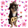 Chihuahuas Tiernos 🥰 (6gy2dfv4nz)