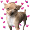 Chihuahuas Tiernos 🥰 (w8h6s3r9zn)