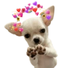 Chihuahuas Tiernos 🥰 (m4wyxbrz2h)