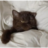 Gatitos Vol. III