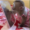 Macaquinho: ميمز القردة والأطفال