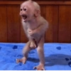 Macaquinho: ميمز القردة والأطفال