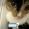 Lgbt