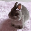 Coelhitos ໒꒰ྀི ∩ ⸝⸝ ∩ ꒱ྀིა
